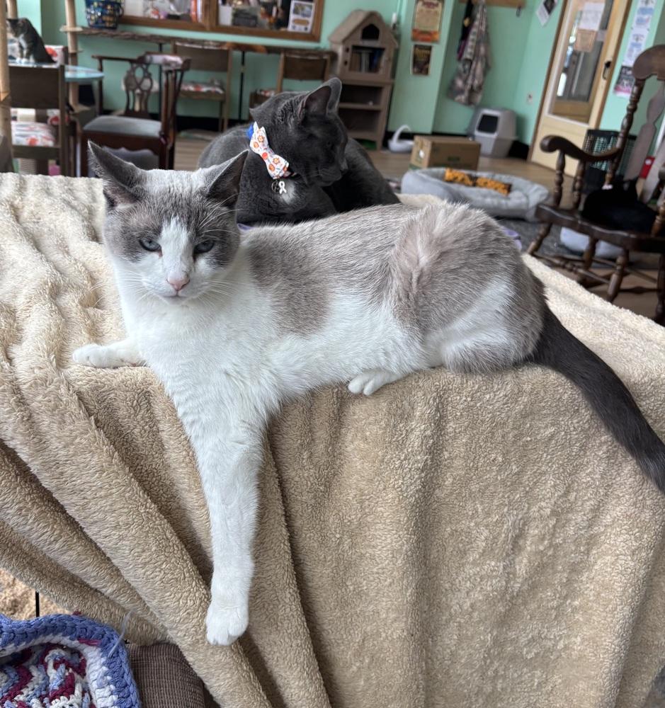 Enlarge BENJI, a Adoptable Domestic Short Hair in New Woodstock, NY image 3/4