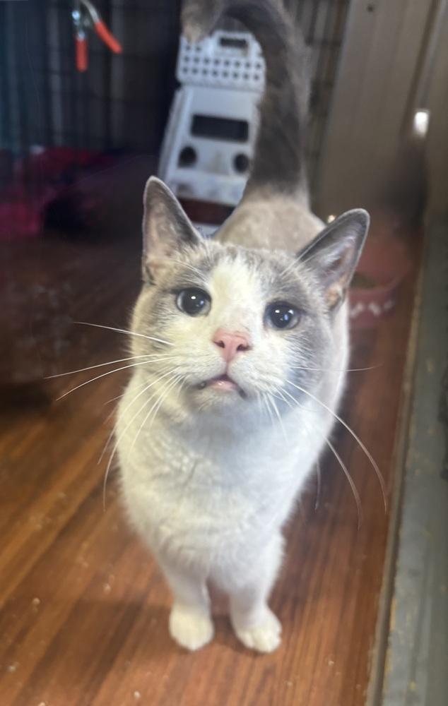 Enlarge BENJI, a Adoptable Domestic Short Hair in New Woodstock, NY image 4/4