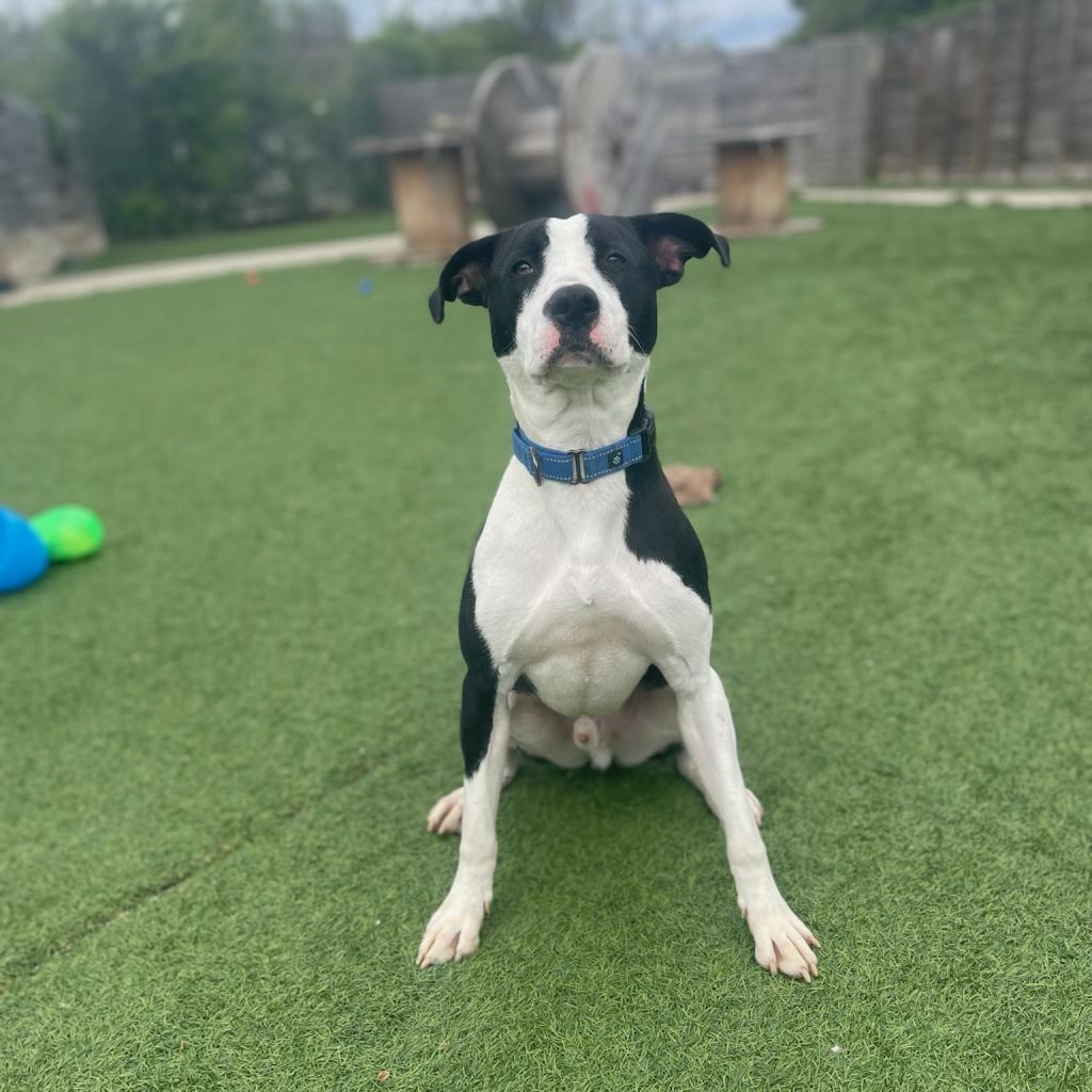 Enlarge Flat Stanley, a Adoptable Mixed Breed image 1/6