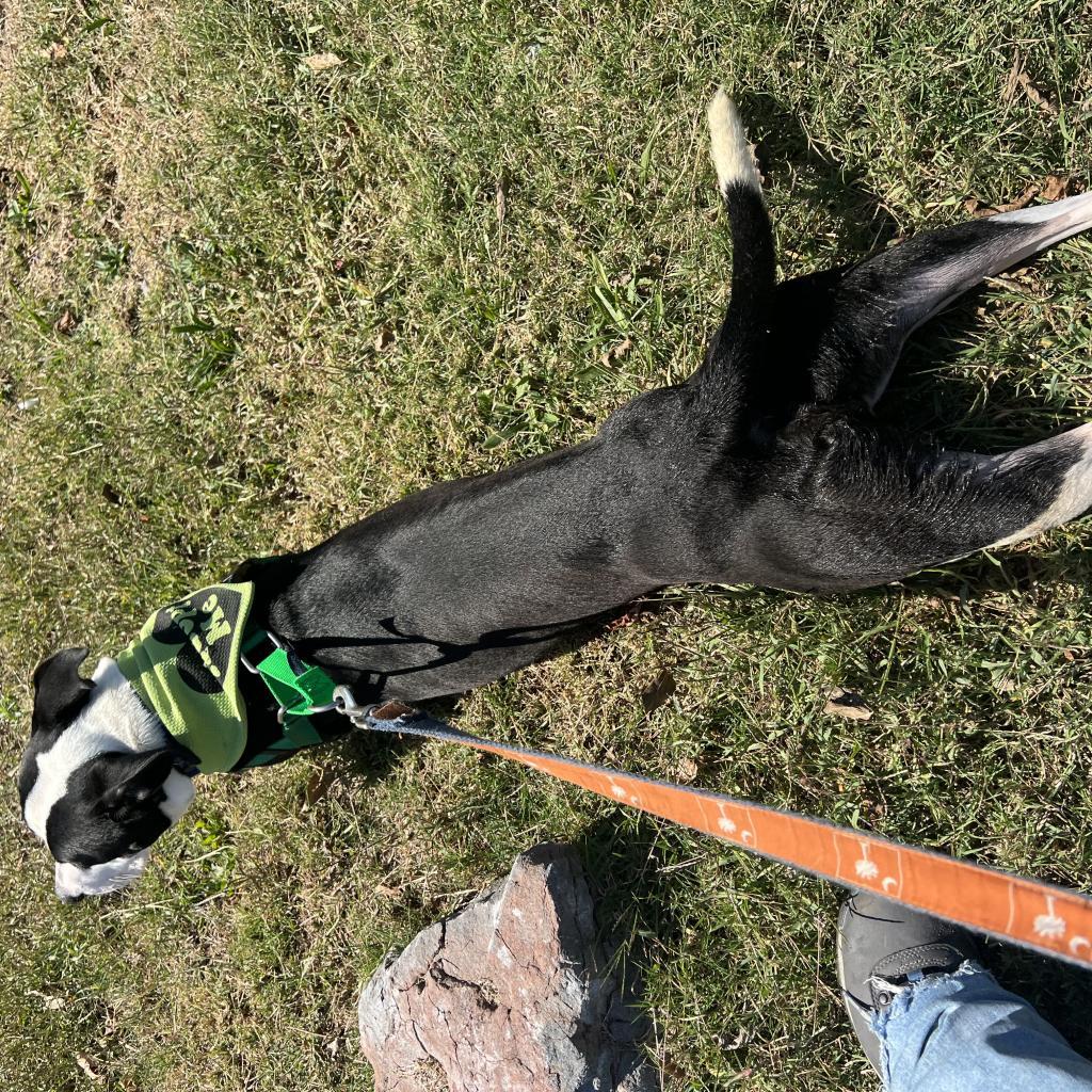 Enlarge Flat Stanley, a Adoptable Mixed Breed image 2/6