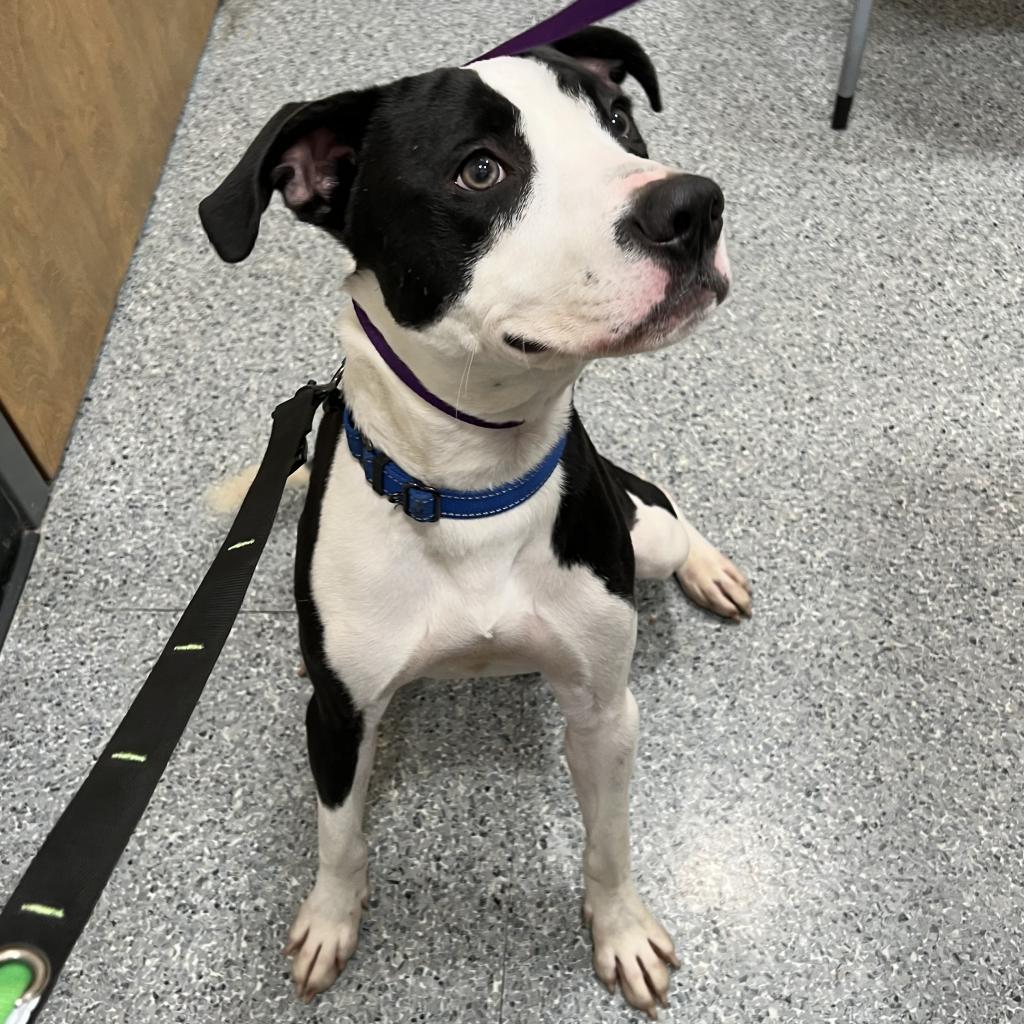 Enlarge Flat Stanley, a Adoptable Mixed Breed image 5/6