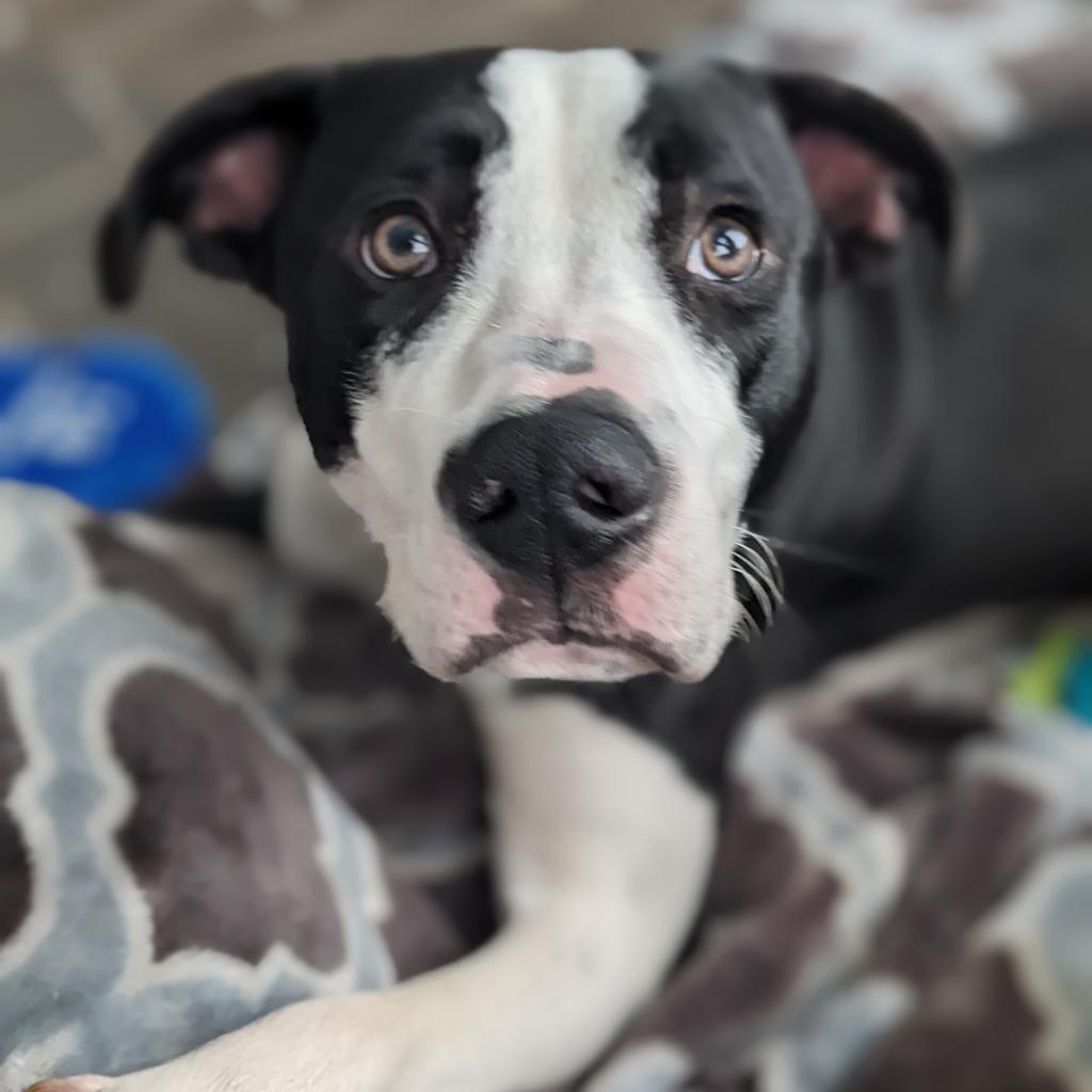 Enlarge Flat Stanley, a Adoptable Mixed Breed image 6/6