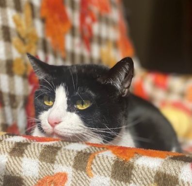 CUDDLY CHECKERS