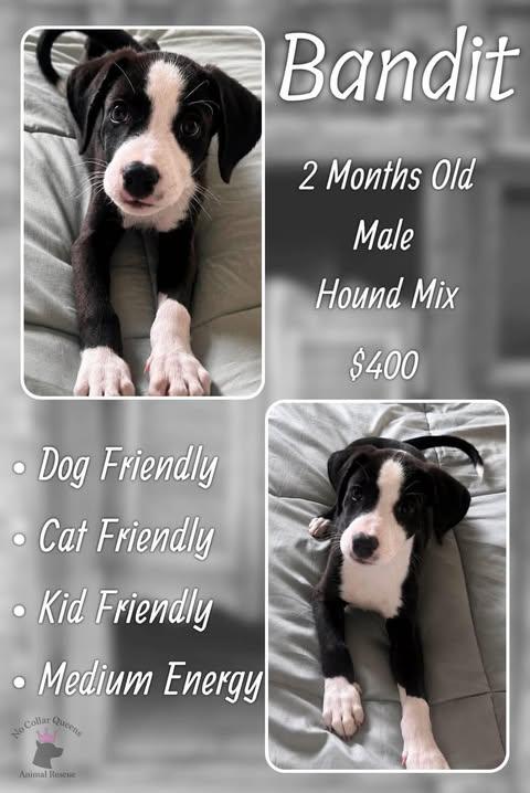 Bandit, Adoptable, Puppy Male Hound.