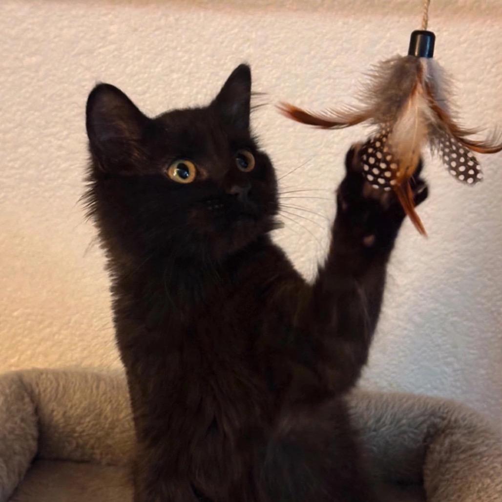 Enlarge Milo, a Adoptable Domestic Long Hair in Cathlamet, WA image 2/3