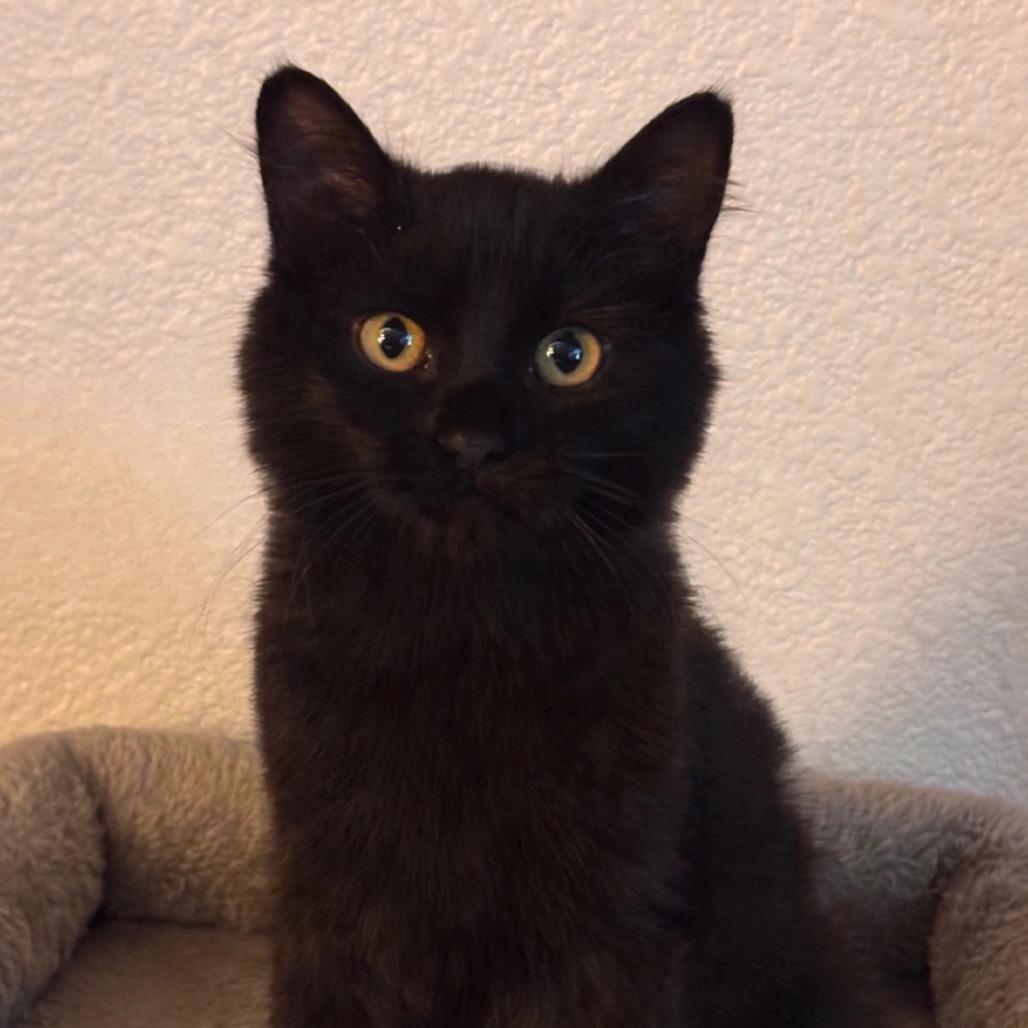 Milo, Adoptable, Kitten Male Domestic Long Hair.