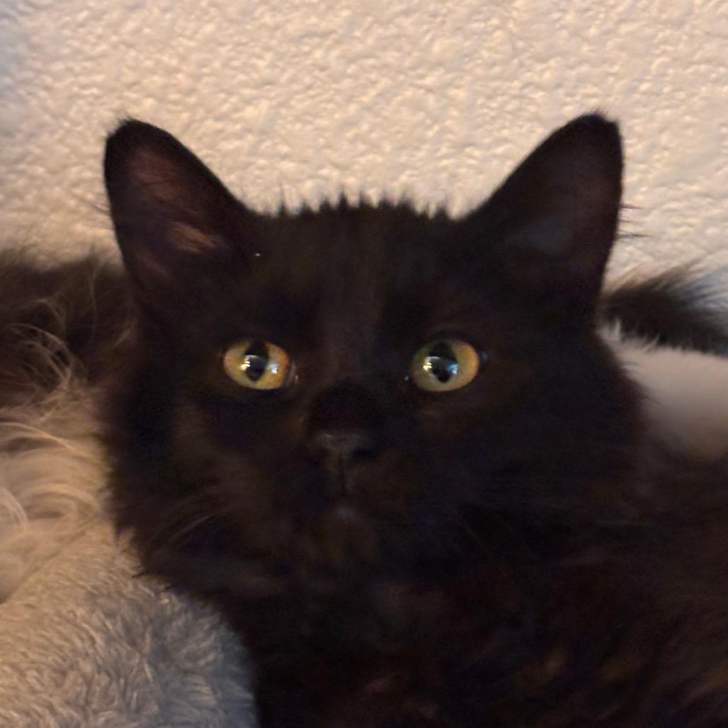Enlarge Milo, a Adoptable Domestic Long Hair in Cathlamet, WA image 3/3