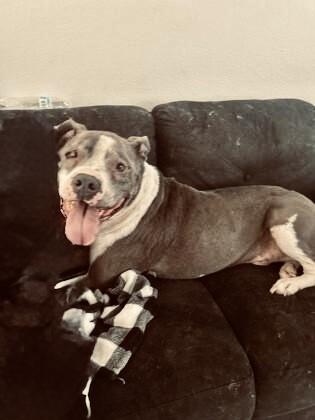 Hank, Adoptable, Adult Male American Staffordshire Terrier & Mixed Breed.