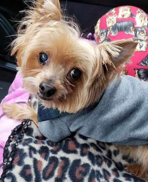 Enlarge Harley, a Adoptable Yorkshire Terrier in League City, TX image 1/8
