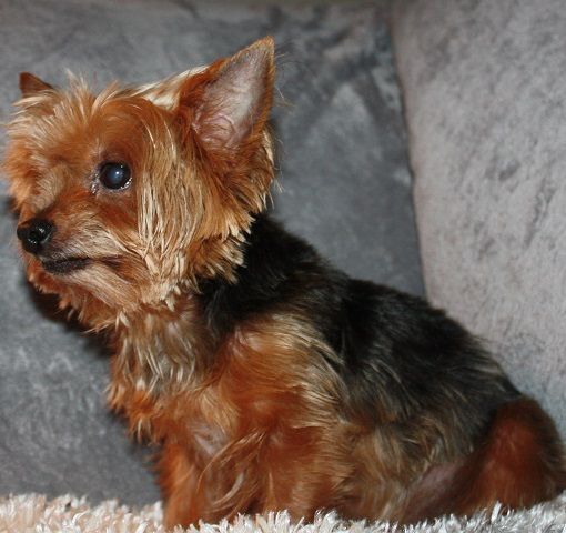 Enlarge Harley, a Adoptable Yorkshire Terrier in League City, TX image 2/8