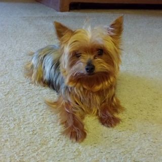 Enlarge Harley, a Adoptable Yorkshire Terrier in League City, TX image 4/8