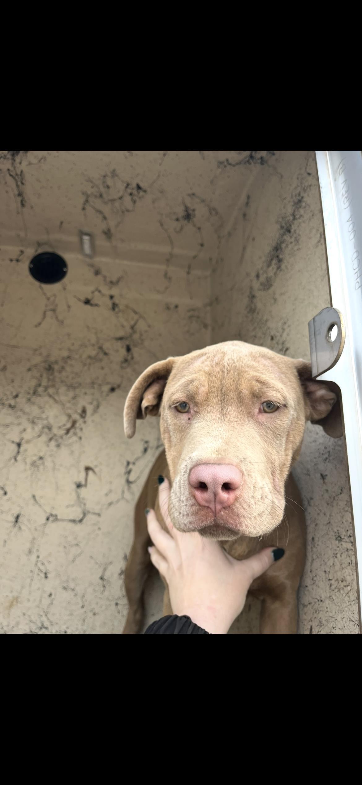 JUNIPER, Adoptable, Young Female Pit Bull Terrier.