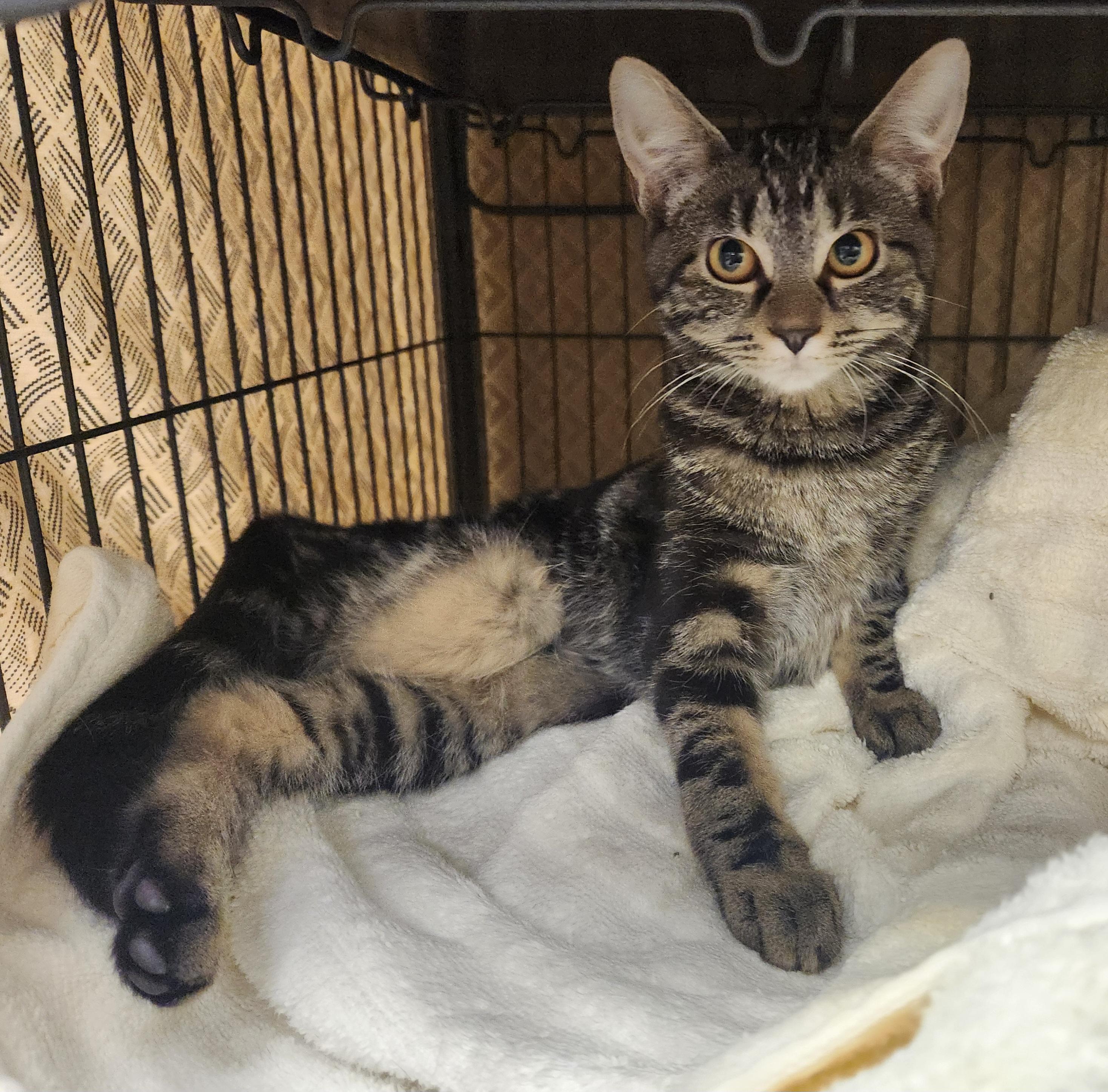 Enlarge Sarabi, a Adoptable Domestic Short Hair in Clayton, NJ image 1/1
