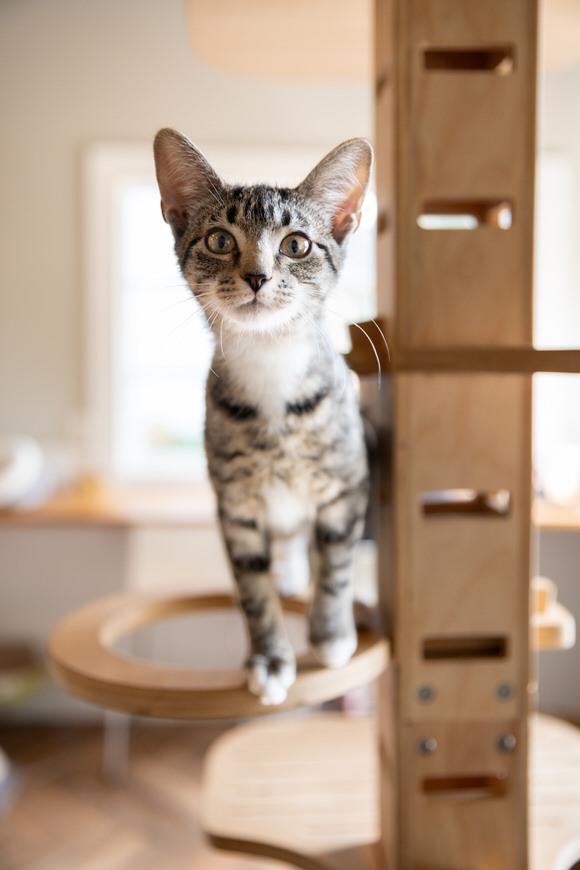 Beluga, Adoptable, Kitten Female Domestic Short Hair.