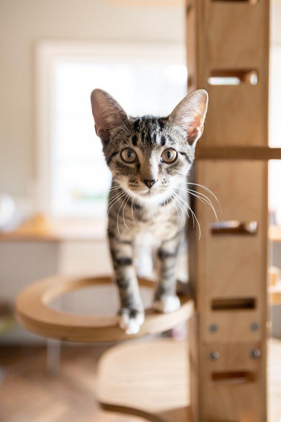 Enlarge Beluga, a Adoptable Domestic Short Hair in Dayton, OH image 2/2