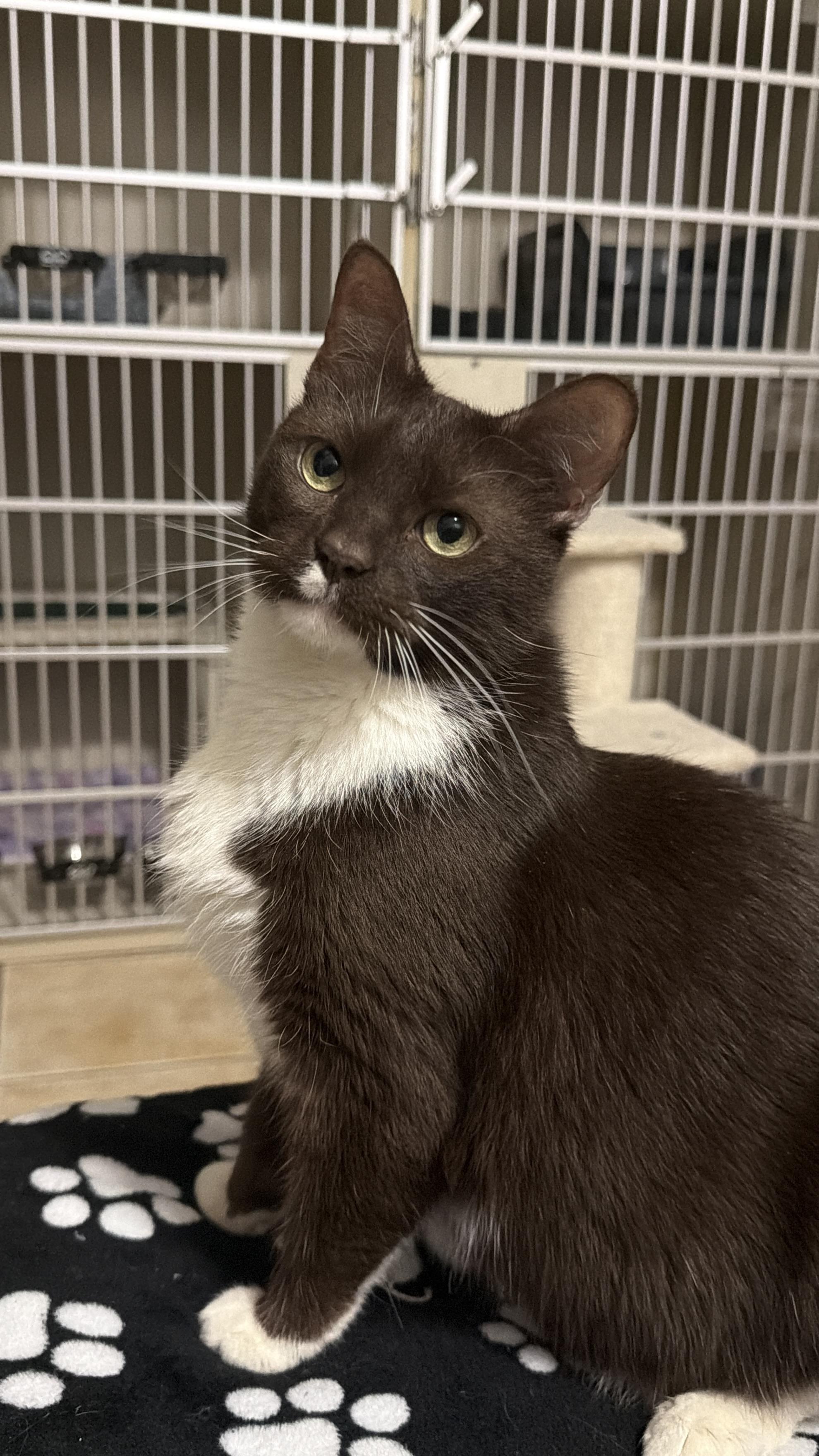 Enlarge MALCOLM, a Adoptable Domestic Short Hair in Hamilton, NJ image 1/5