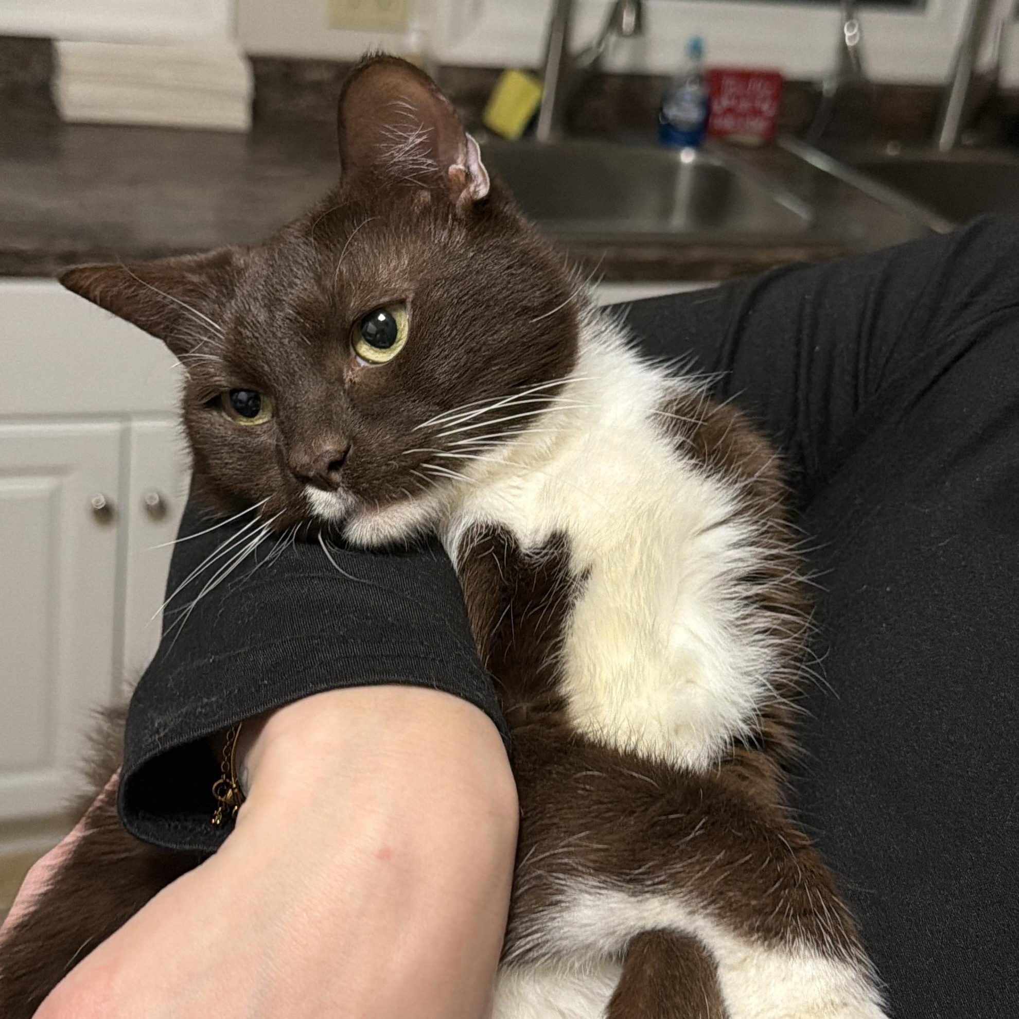 Enlarge MALCOLM, a Adoptable Domestic Short Hair in Hamilton, NJ image 5/5