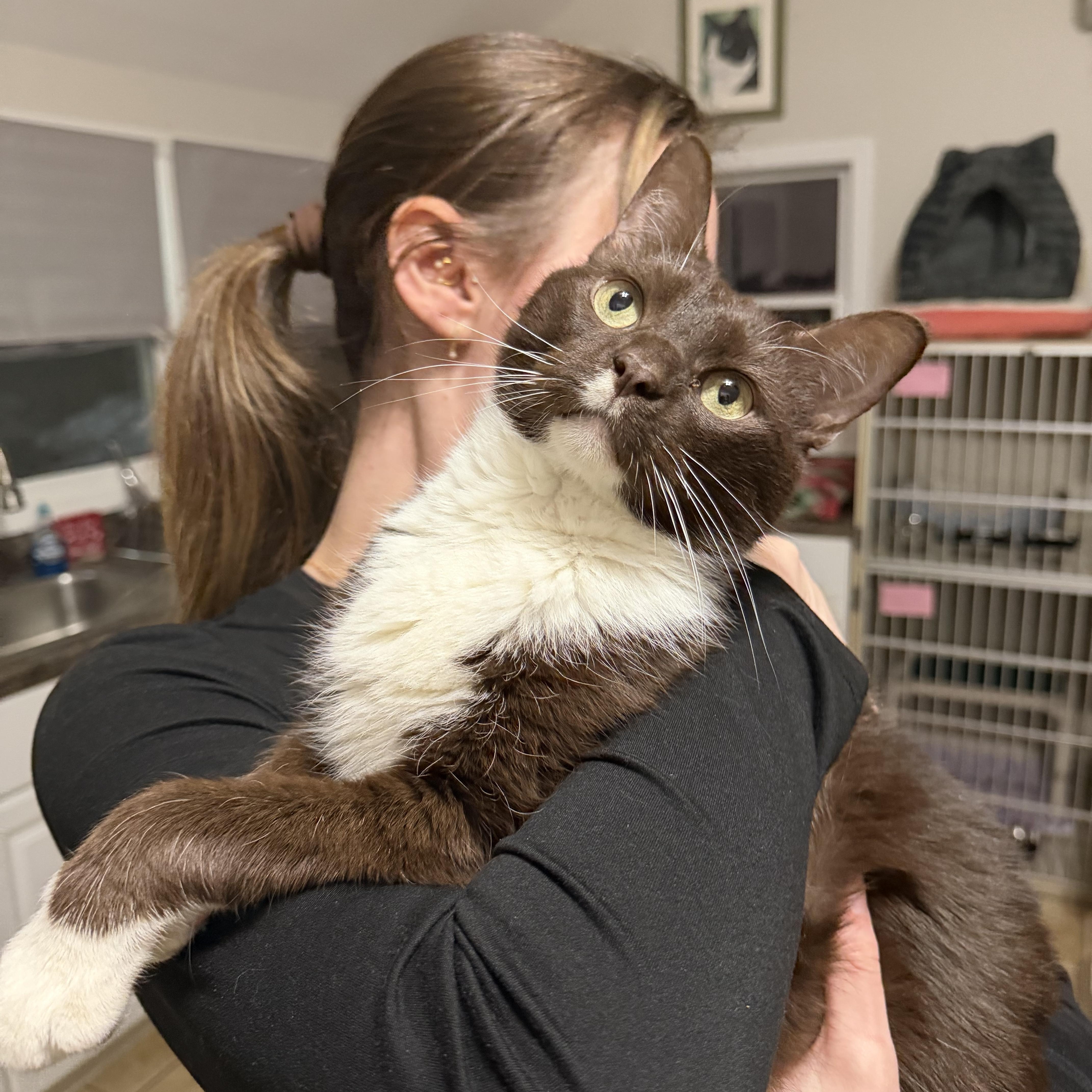 Enlarge MALCOLM, a Adoptable Domestic Short Hair in Hamilton, NJ image 2/5