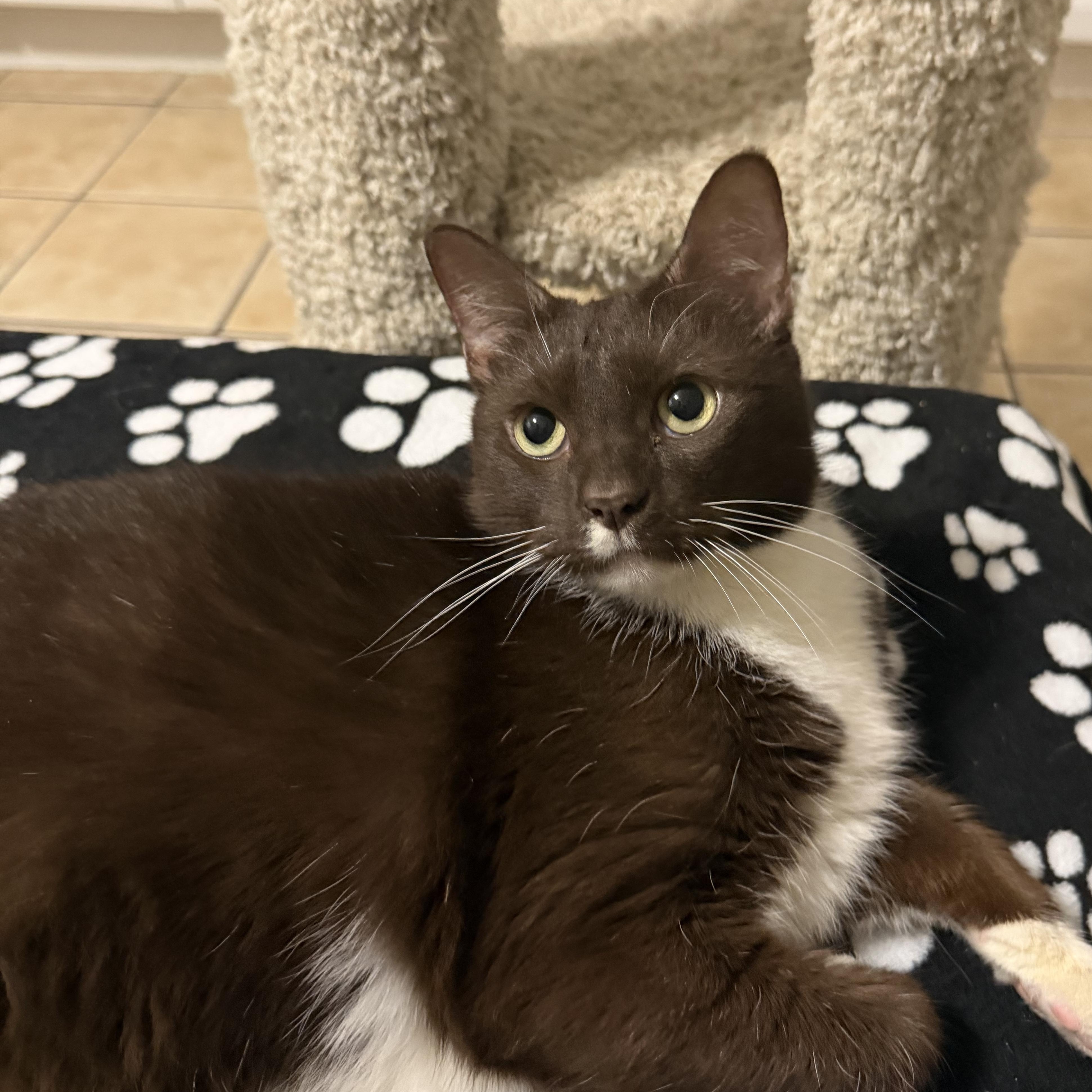 Enlarge MALCOLM, a Adoptable Domestic Short Hair in Hamilton, NJ image 4/5