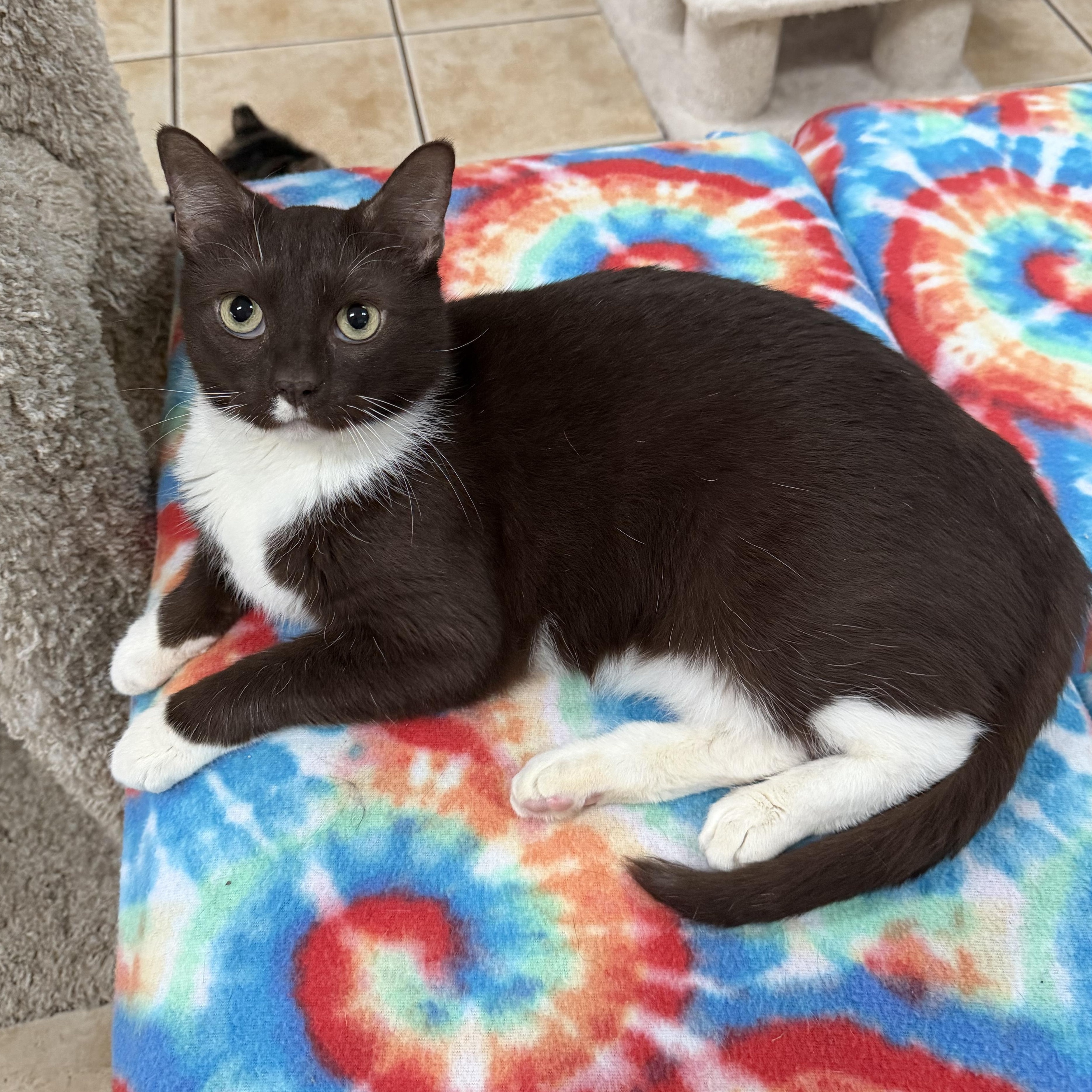 Enlarge MALCOLM, a Adoptable Domestic Short Hair in Hamilton, NJ image 3/5