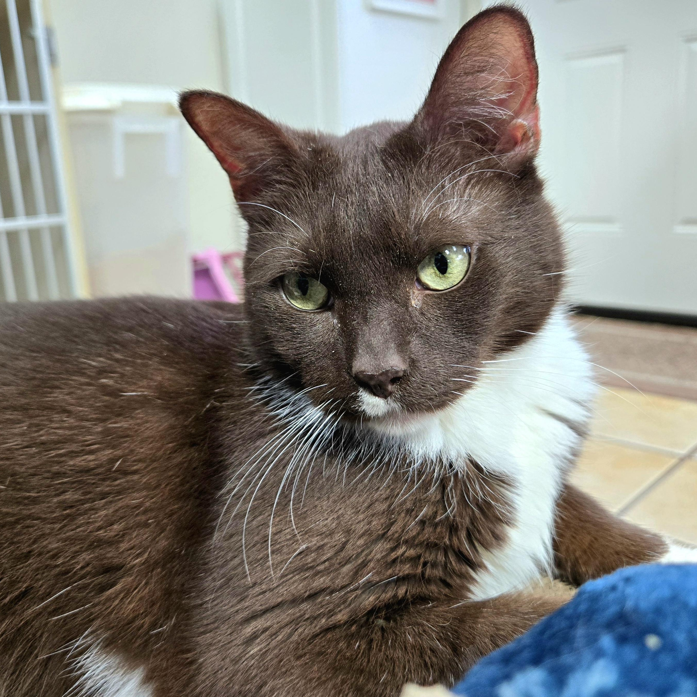 MALCOLM, a Adoptable Domestic Short Hair in Hamilton, NJ image 1/6