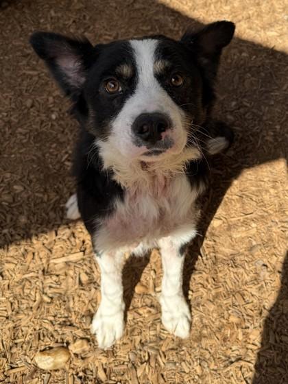 Waffles, Adoptable, Young Male Border Collie & Mixed Breed.