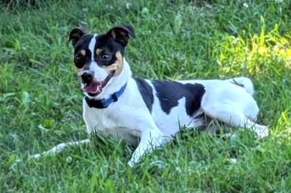 Odie, Adoptable, Adult Male Rat Terrier & Mixed Breed.