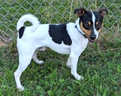 Enlarge Odie, a Adoptable mixed breed in Baraboo, WI image 2/3
