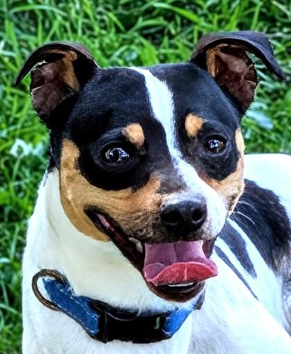 Enlarge Odie, a Adoptable mixed breed in Baraboo, WI image 3/3