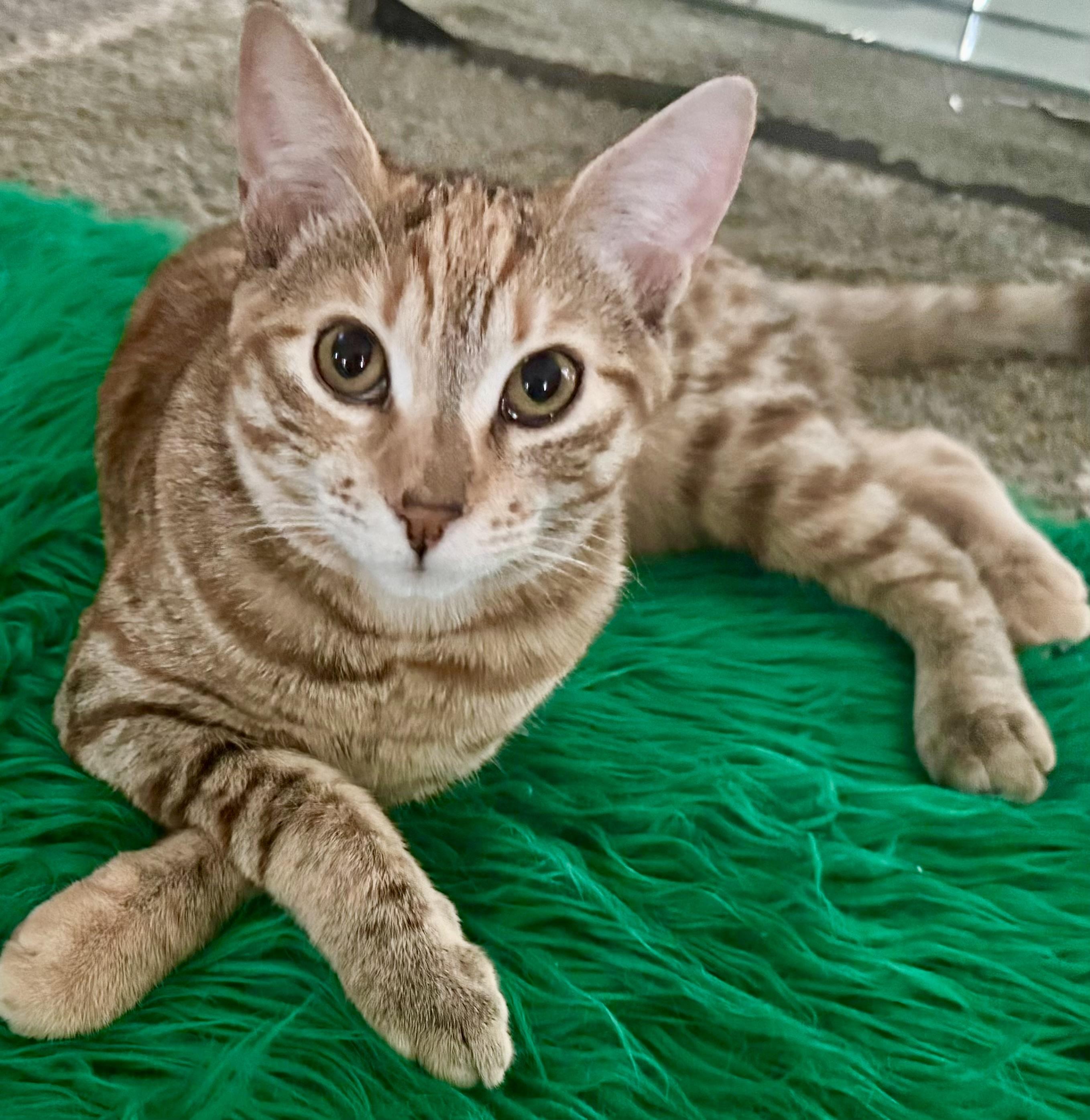 Enlarge Iris, a ADOPTABLE Domestic Short Hair in Monroe Township, NJ image 1/3