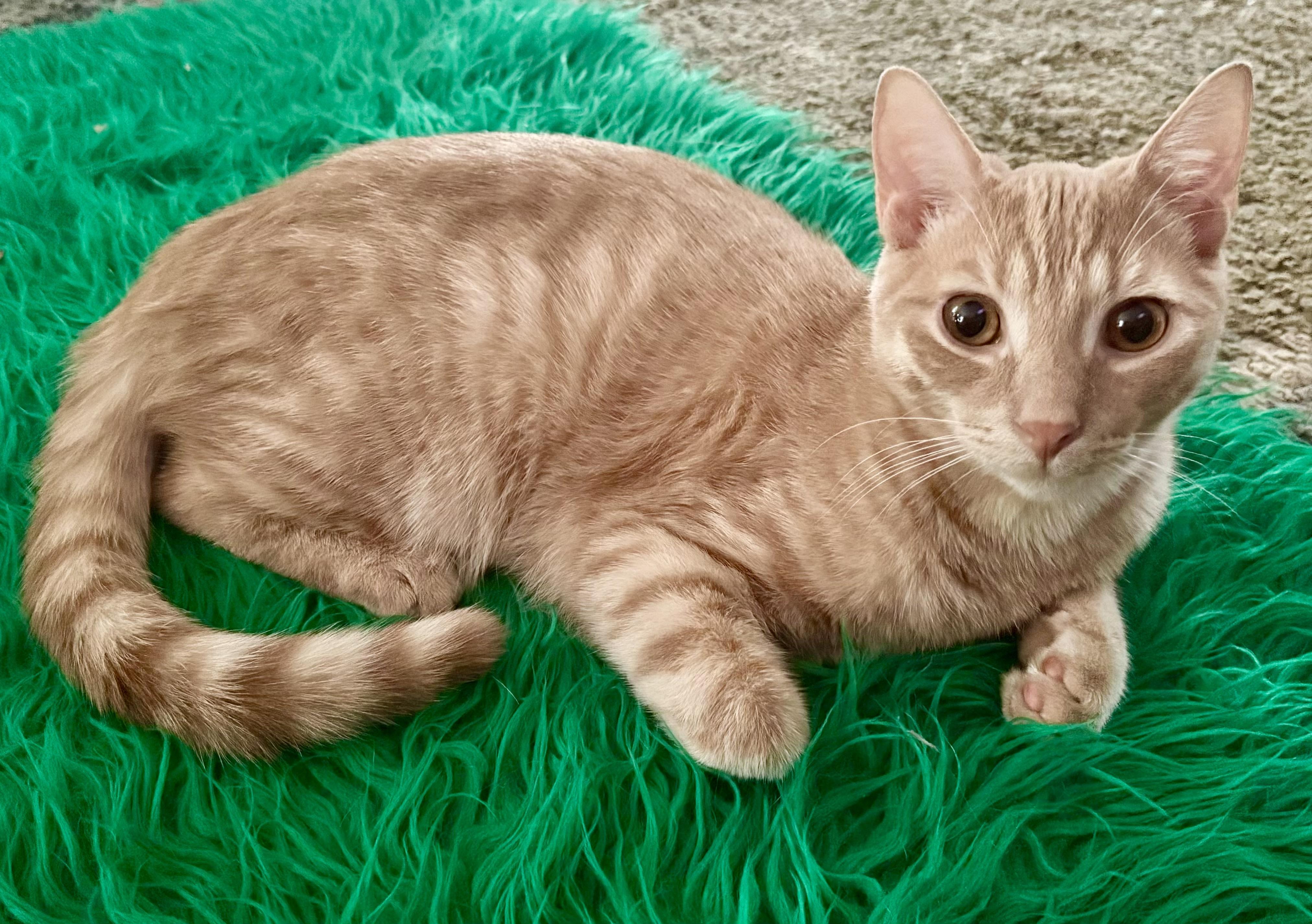 Enlarge Daisey & Buttercup, a ADOPTABLE Domestic Short Hair in Monroe Township, NJ image 5/6