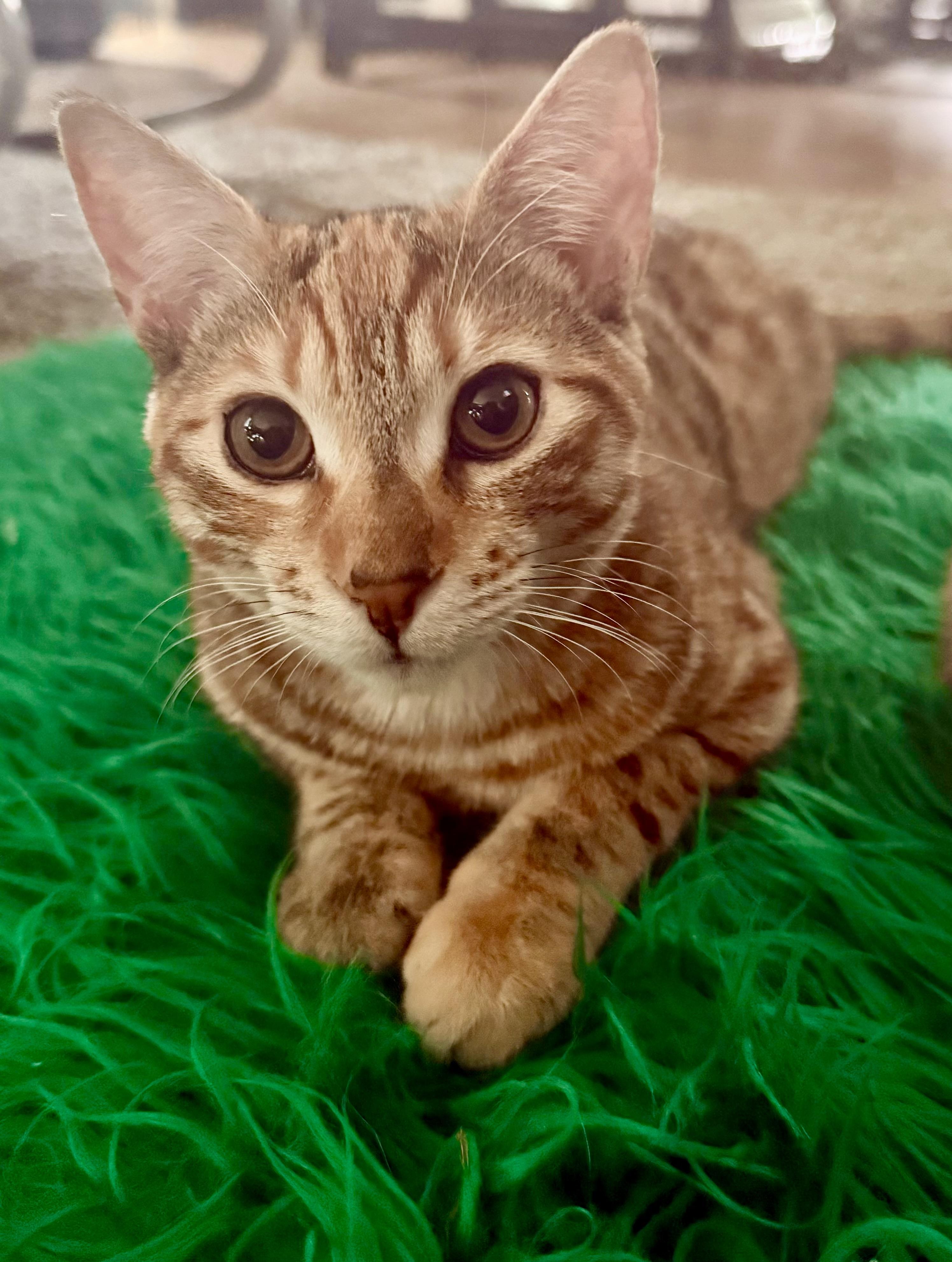 Enlarge Iris, a ADOPTABLE Domestic Short Hair in Monroe Township, NJ image 2/3