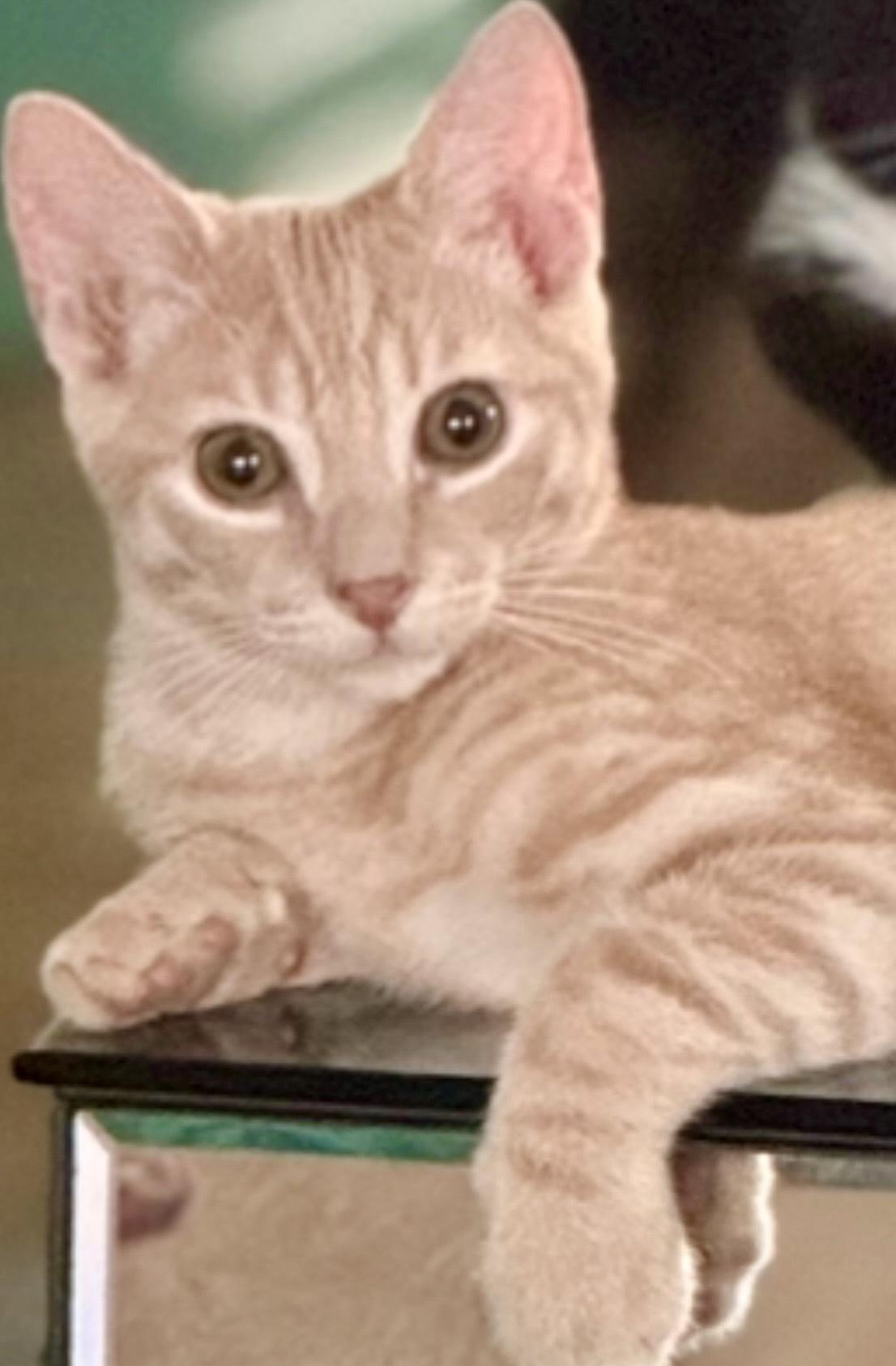 Enlarge Daisey & Buttercup, a ADOPTABLE Domestic Short Hair in Monroe Township, NJ image 4/6