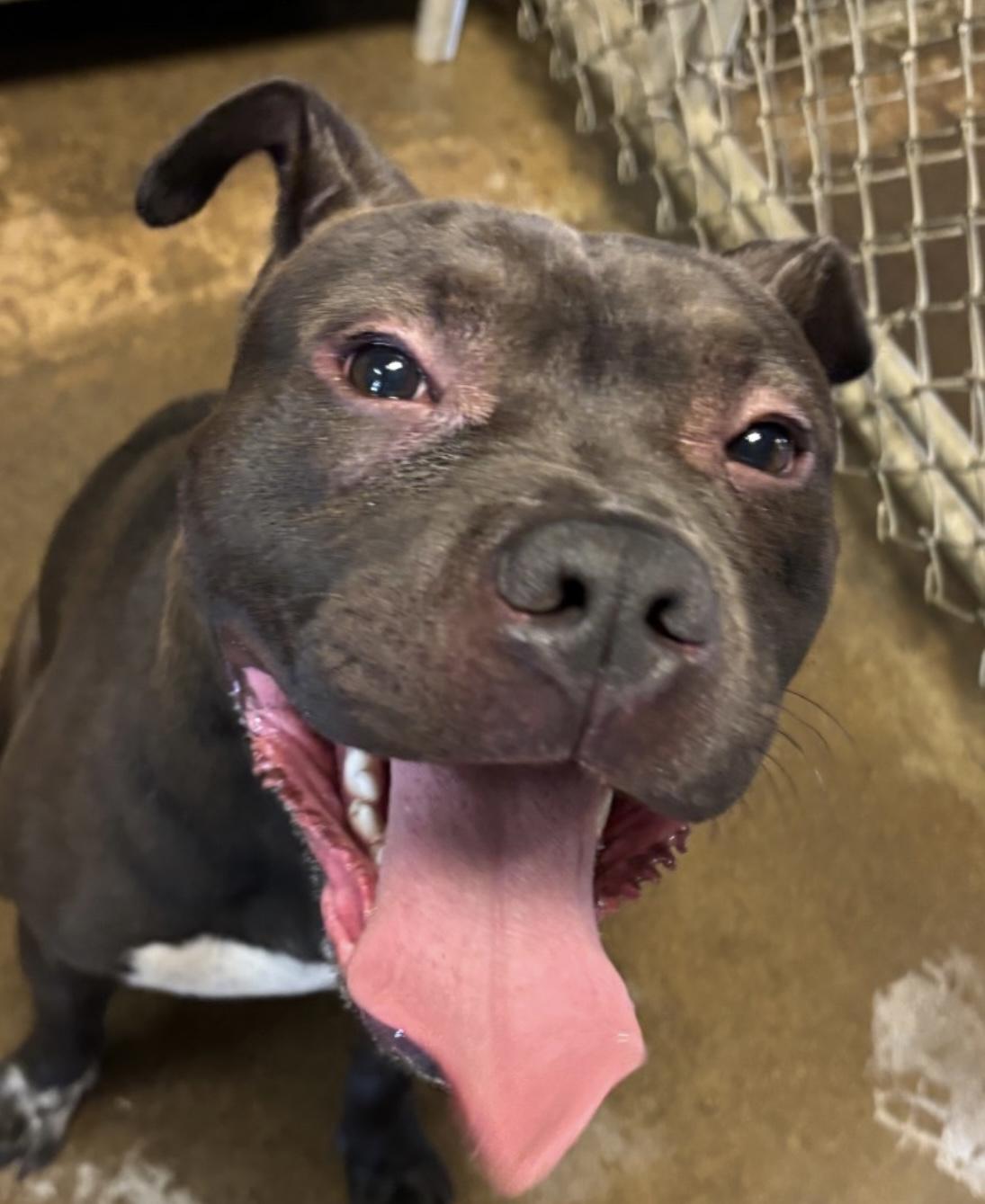 Ivan HOLD, Adult Male Pit Bull Terrier