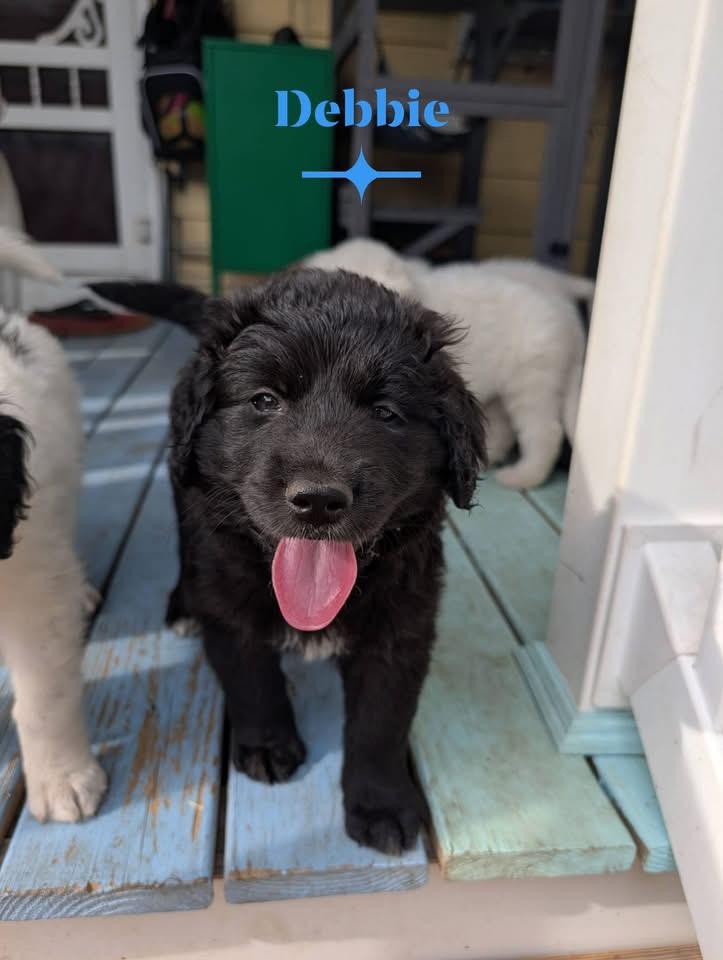 Debbie, Adoptable, Puppy Female Great Pyrenees & Poodle.