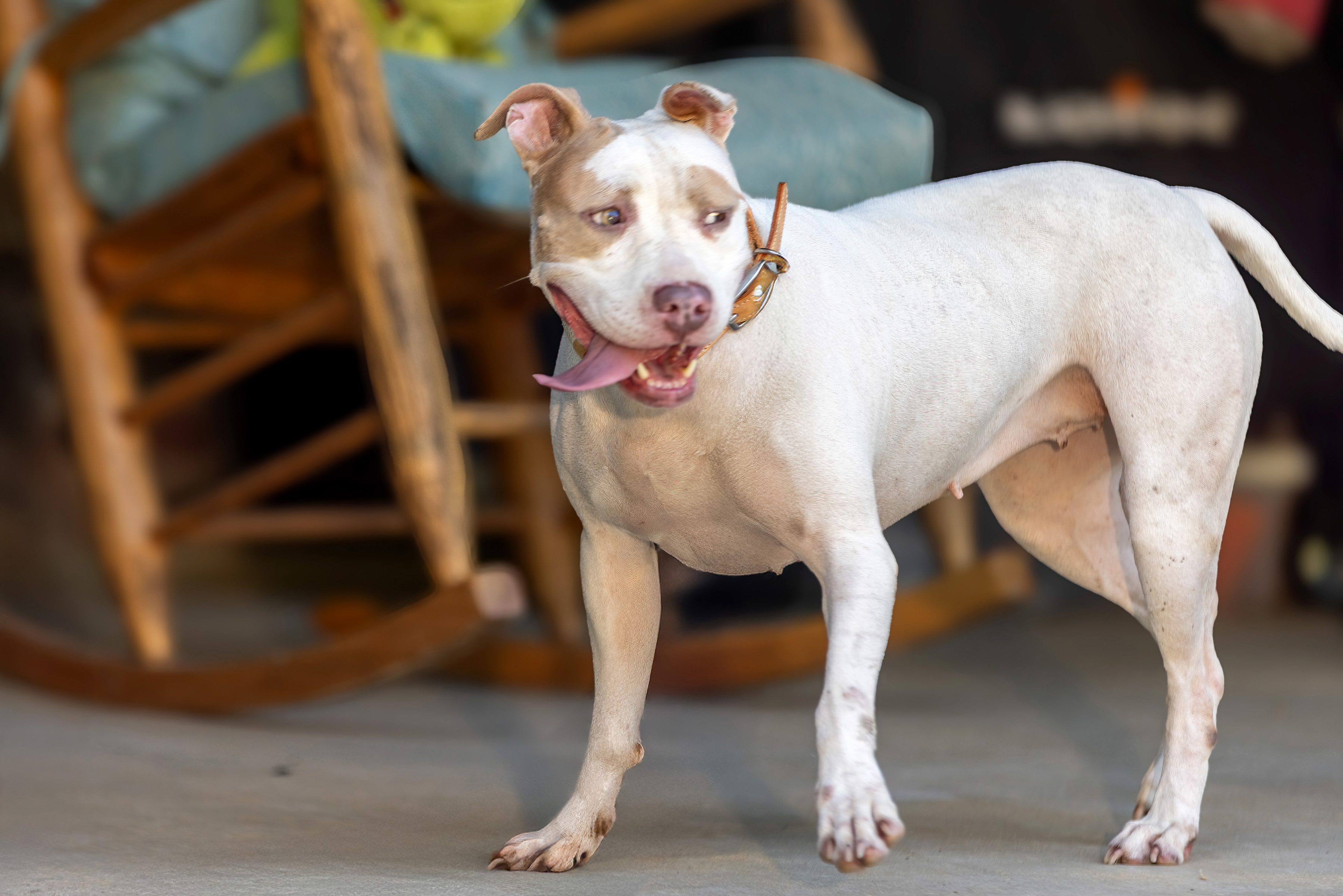 Mirabel, a Adoptable mixed breed in Warwick, RI image 5/6