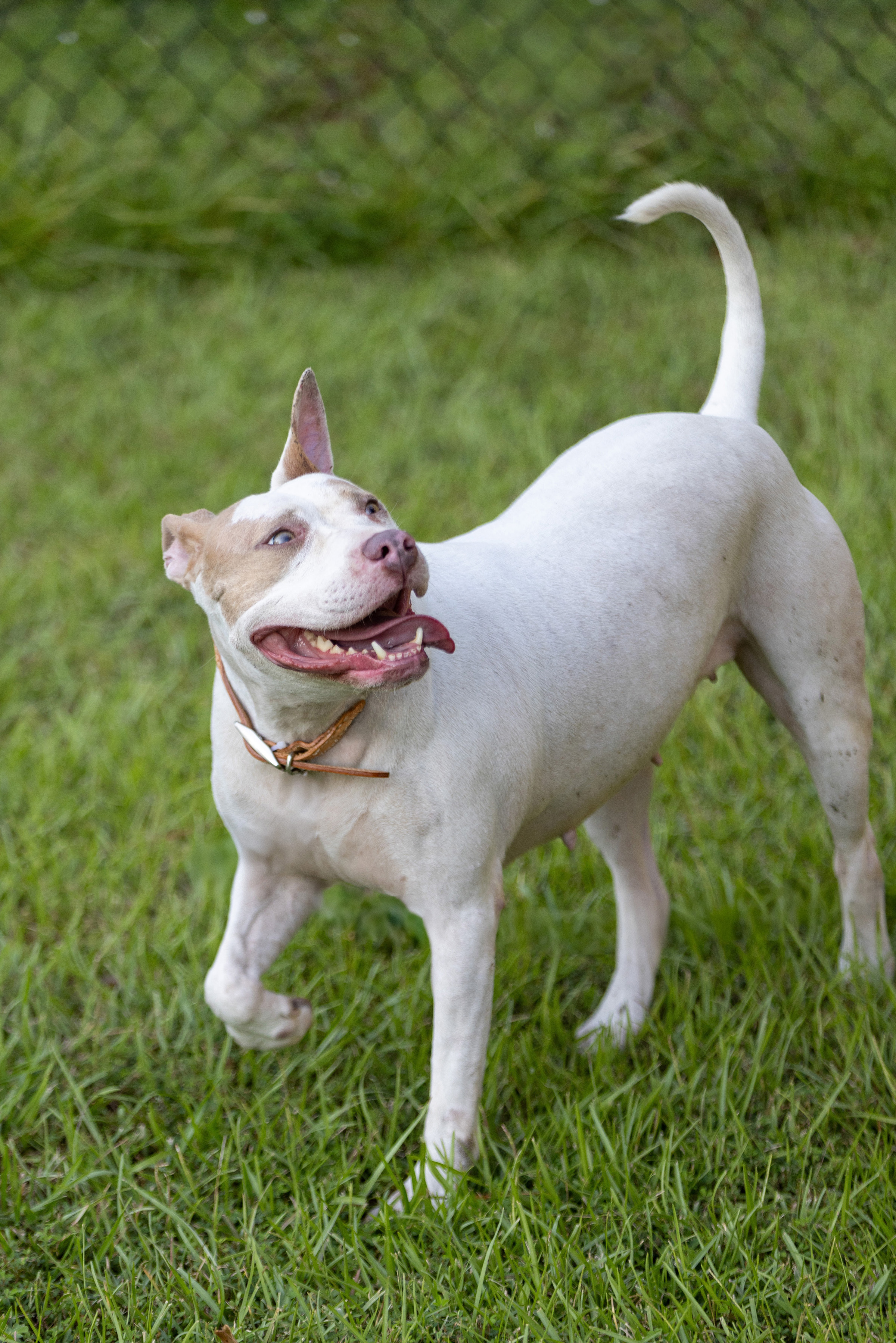 Mirabel, a Adoptable mixed breed in Warwick, RI image 2/6