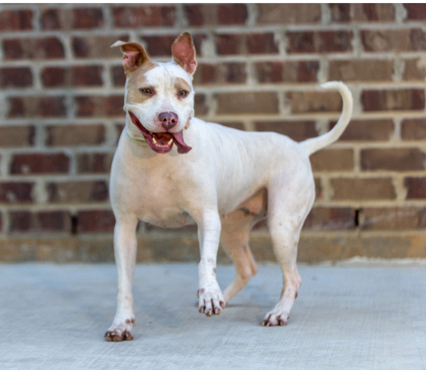 Mirabel, a Adoptable mixed breed in Warwick, RI image 1/6