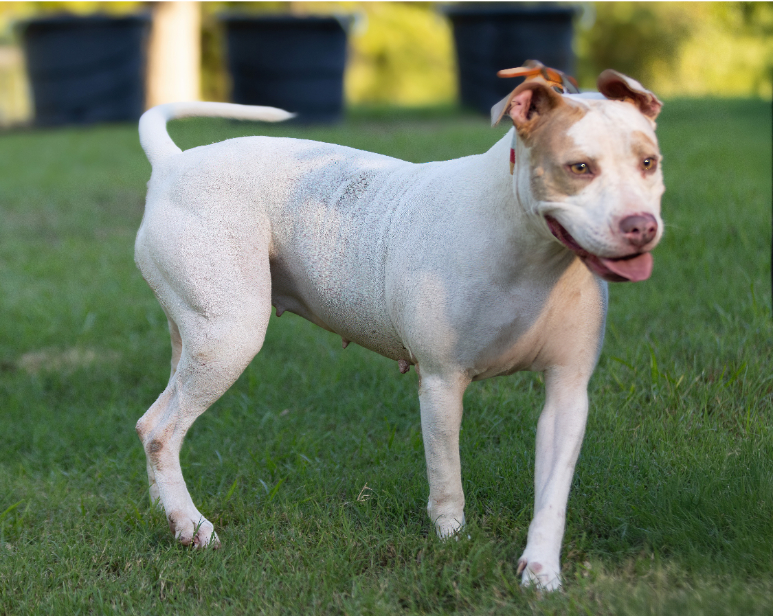 Mirabel, a Adoptable mixed breed in Warwick, RI image 4/6