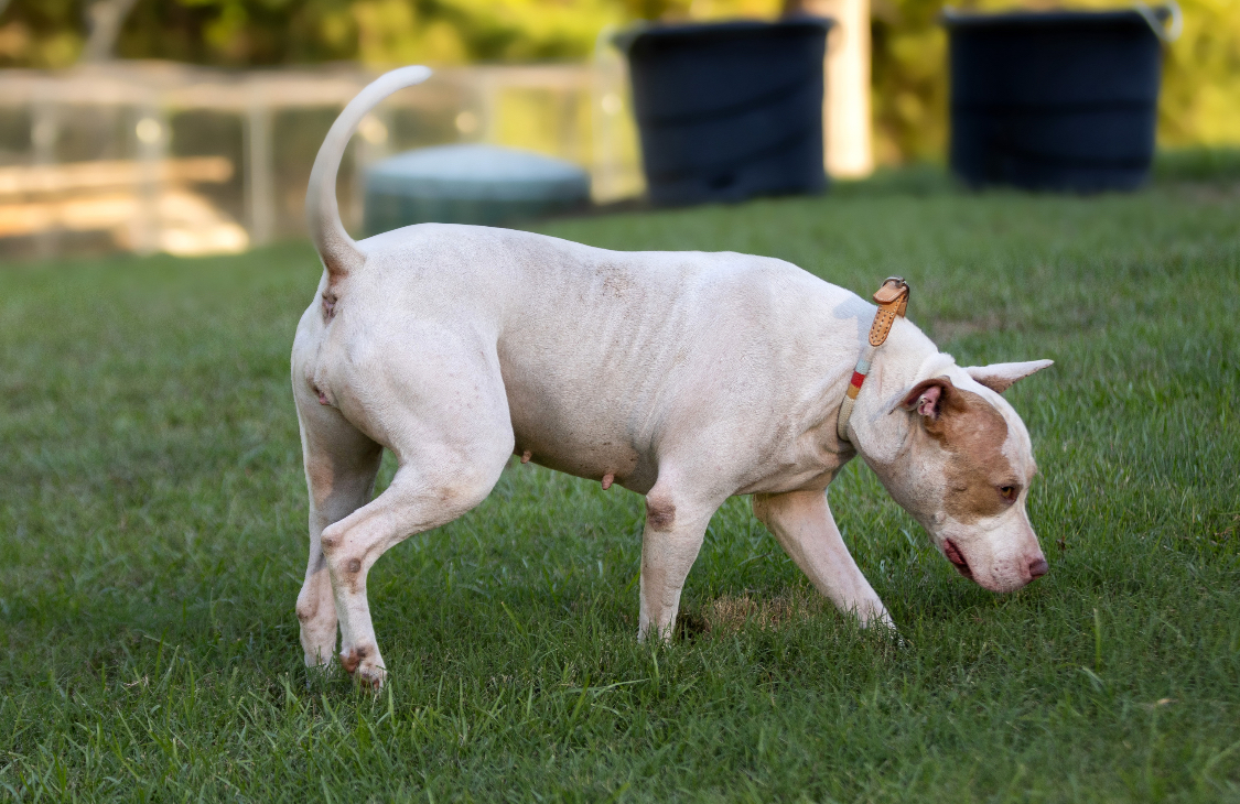 Mirabel, a Adoptable mixed breed in Warwick, RI image 6/6