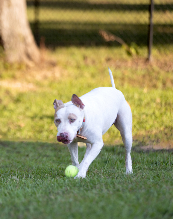 Mirabel, a Adoptable mixed breed in Warwick, RI image 3/6