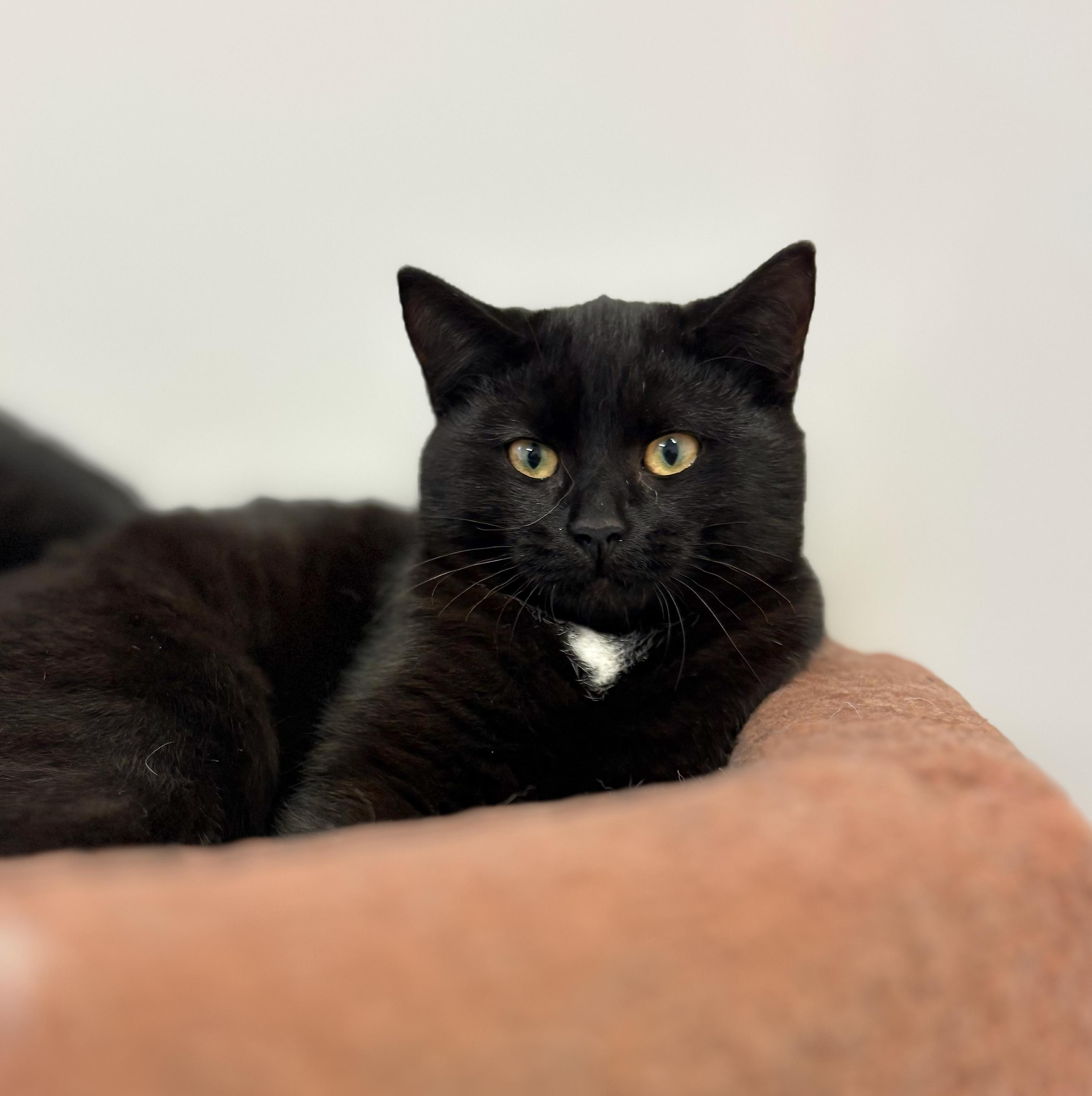 Valerie, adoptable, Kitten Female Domestic Short Hair.