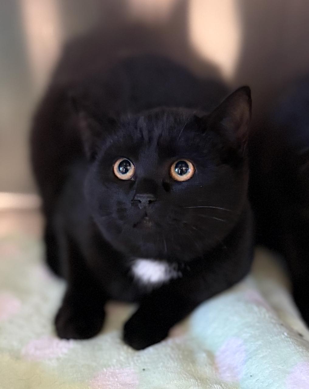 Enlarge Valerie, an adoptable Domestic Short Hair in St Stephen, NB image 1/1