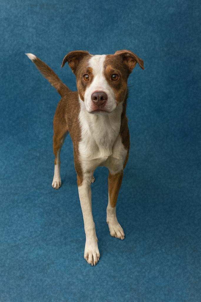 Corduroy, Adoptable, Adult Male Mixed Breed.