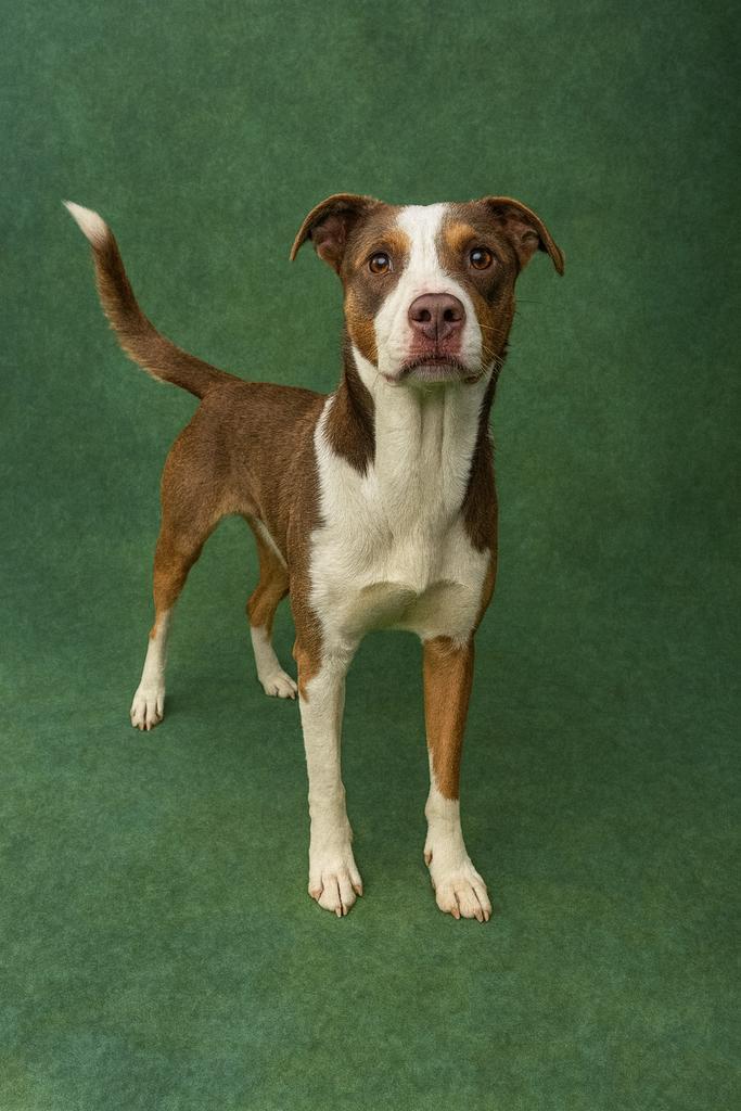 Enlarge Corduroy, a Adoptable mixed breed in Florence, SC image 3/4