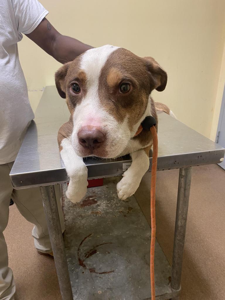 Enlarge Corduroy, a Adoptable mixed breed in Florence, SC image 4/4