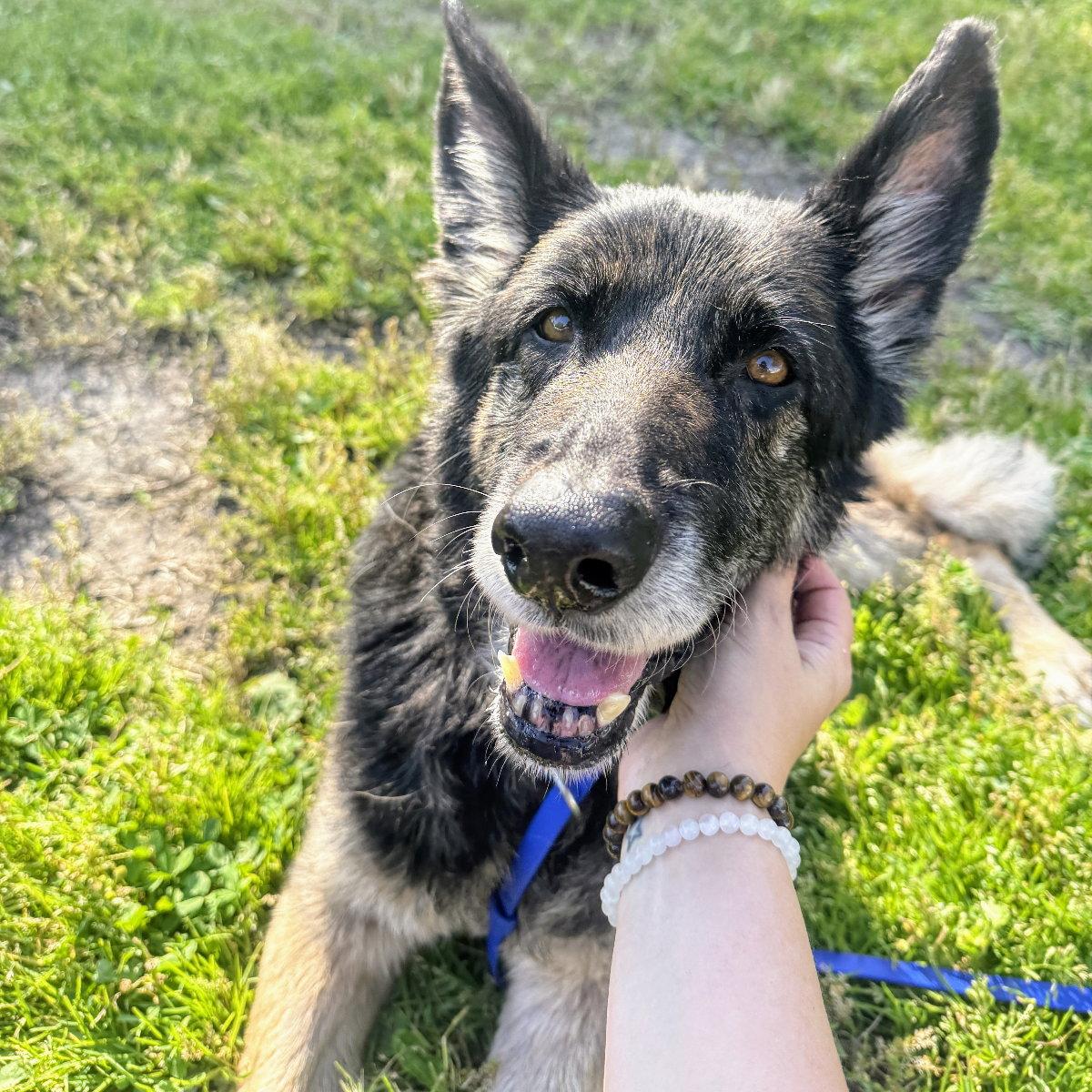 Mya, a Adoptable Shepherd in Oakland, CA image 1/3