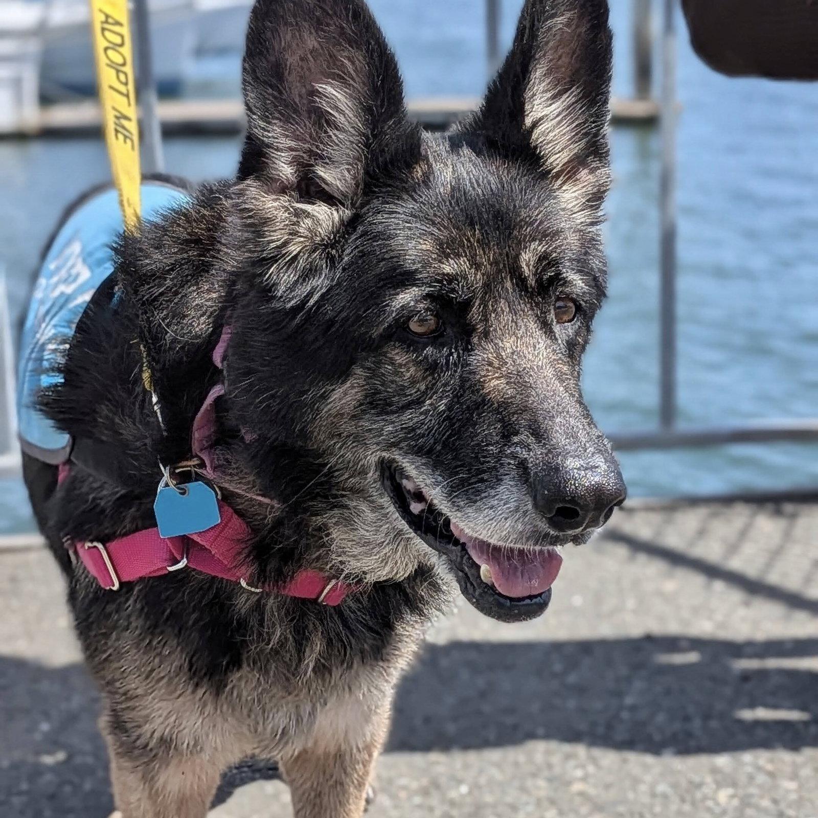 Mya, a Adoptable Shepherd in Oakland, CA image 2/3