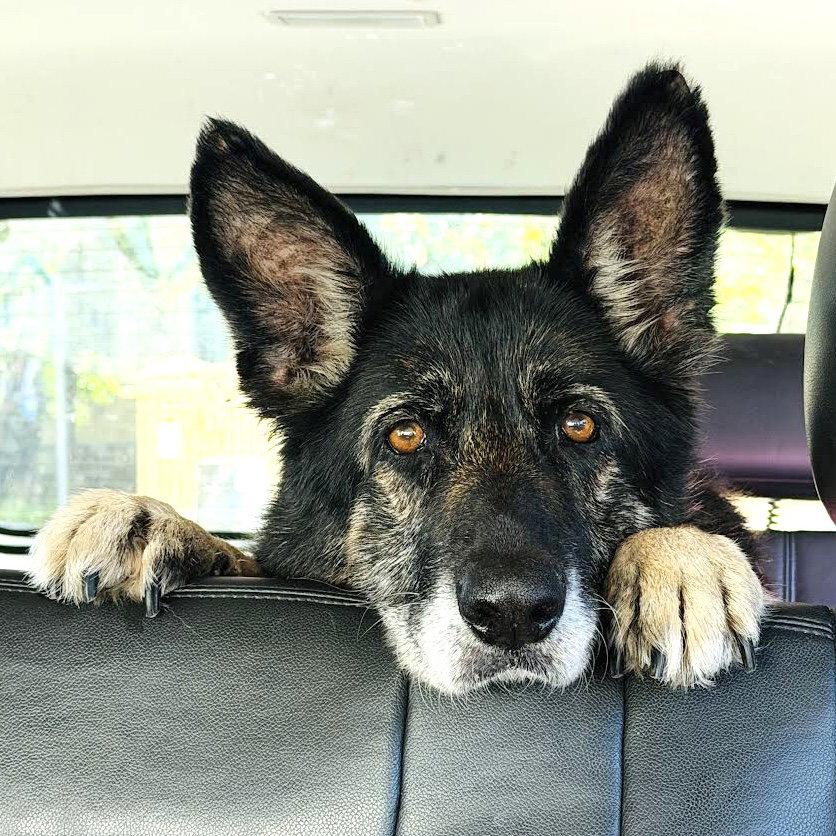 Mya, a Adoptable Shepherd in Oakland, CA image 3/3