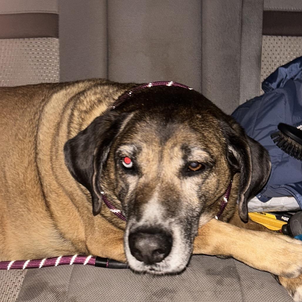 Enlarge Gus bonded to Joslin hw neg, a Adoptable mixed breed in Parrish, AL image 1/6